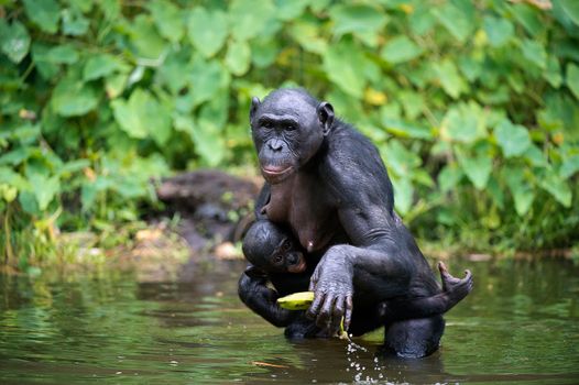 Bonobo  ( Pan paniscus) with cub in the water. At a short distance, close up. The Bonobo ( Pan paniscus),  called the pygmy chimpanzee. Democratic Republic of Congo. Africa