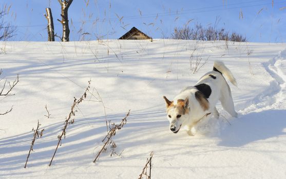 Dog quickly runs on snow. Shadow on the snow