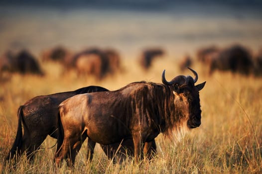  Black Wildebeest at sunset.  Africa.