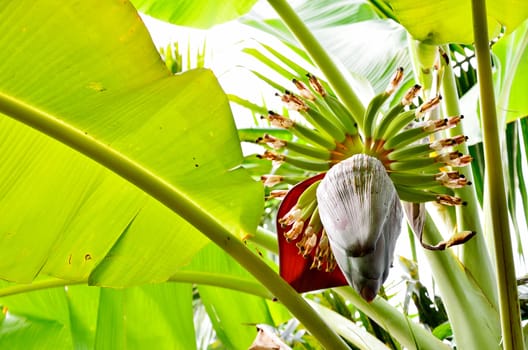 Banana blossom