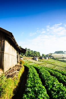 Strawberry fields at morning at North Thailand.