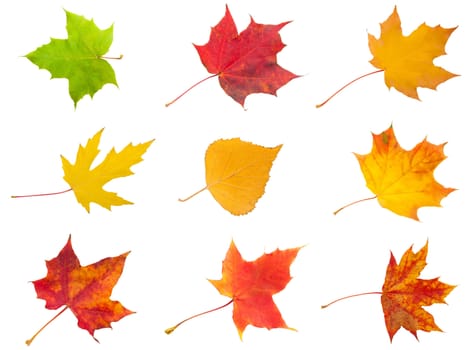 Collection of beautiful maple leaves isolated on white background