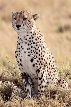 Cheetah n the Masai Mara reserve in Kenya Africa