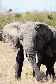 male African elephant in the bush of the Masai Mara reserve in Kenya Africa