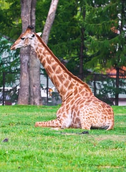 Portrait of big African giraffe in zoo