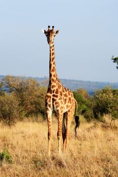 Maasai or Kilimanjaro Giraffe  grazing in the beautiful plains of the masai mara reserve in kenya africa