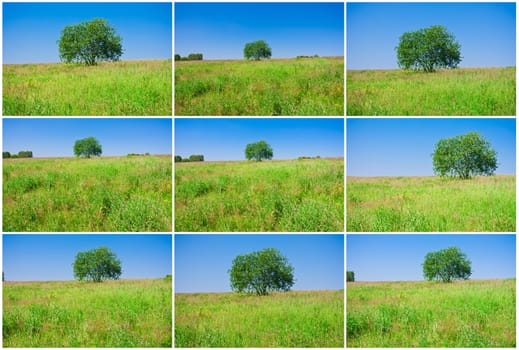 Beautiful photos of single tree in green field