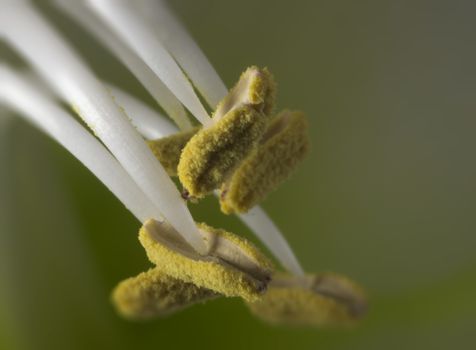 macro from stamens of the amaryllis