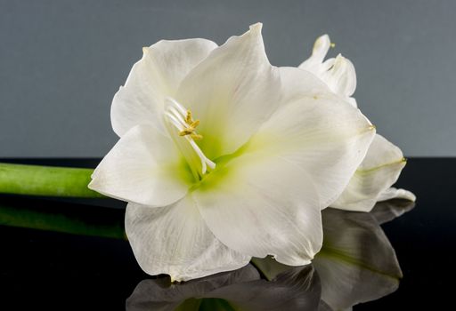 white amaryllis flower on black mirror