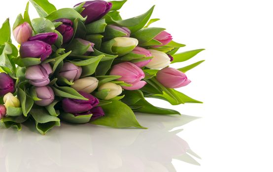 bunch of tulips in pastel isolated on white background