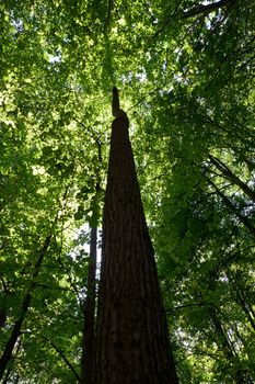 Beautiful photo of green forest on sunny day