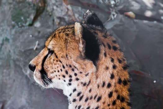 Beautiful close-up portrait of young graceful Cheetah