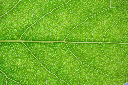 Nice macro photo of big green leaf