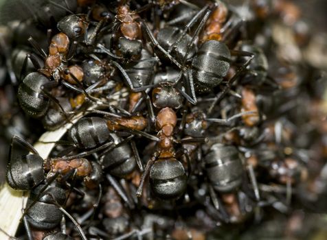 nest of red ants with lot of insects