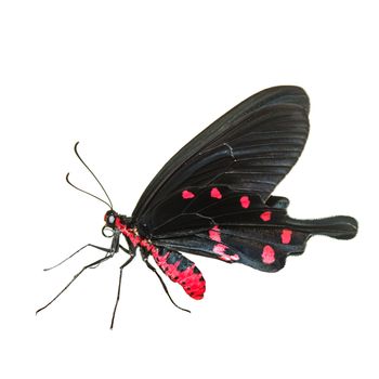 Tropical red and black - butterfly isolated on white background