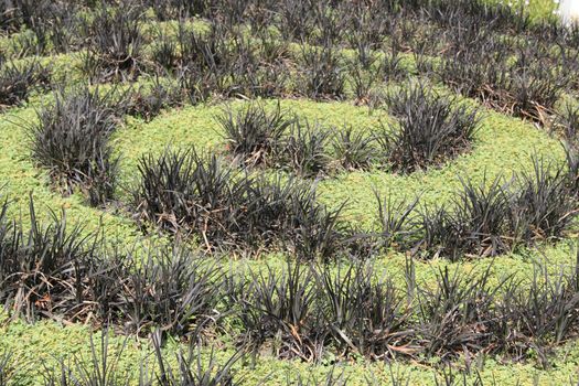 spiral of dark and bright green plants in a flower bed