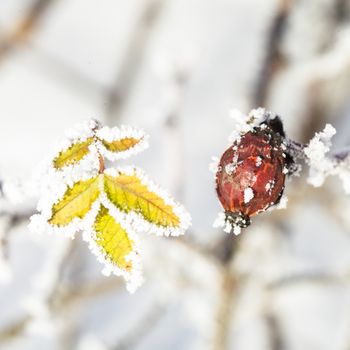 Frozen leaves in the forest - symbol of early winter