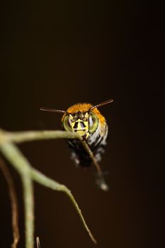 Bees on a branch.