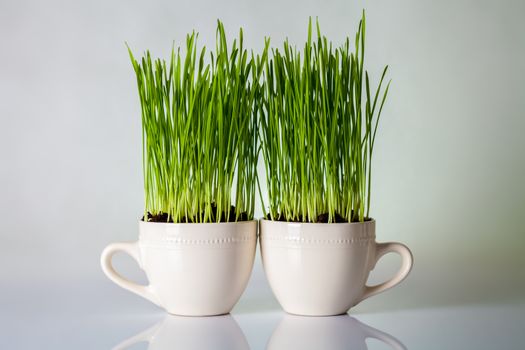 Green grass in cups. Fresh wheat plant composition 
