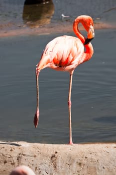 Beautiful American Flamingo staying in water, zoo lake