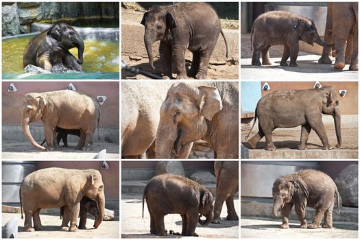 Beautiful photos of huge gray elephants walking in zoo