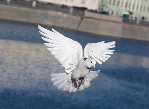 Nice close-up photo of white flying pigeon