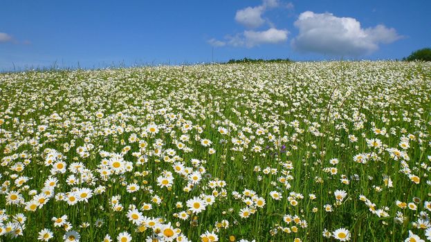 A Meadow Full Of Daisies under Blue Sky