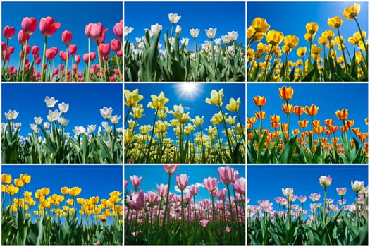 Beautiful colourful tulip flowers background in spring