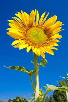 Beautiful close-up photo of big yellow sunflower