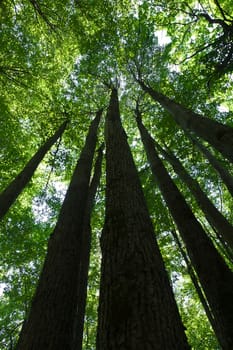 Beautiful photo of green forest on sunny day