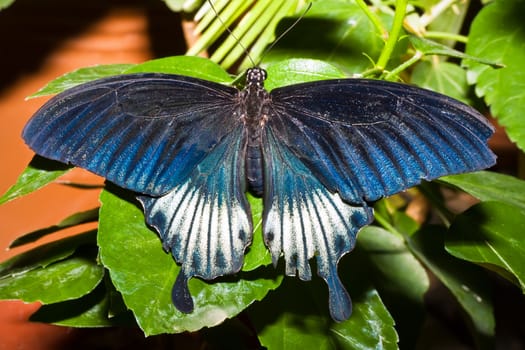 Macro photo of butterfly sitting on flower