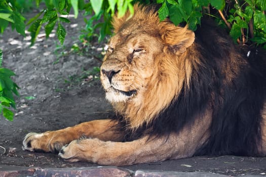 King of animals - African male lion in zoo