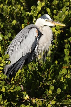 Great Blue Heron (Ardea herodias)