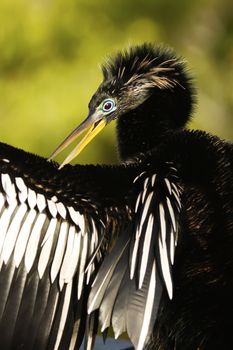 Anhinga (Anhinga anhinga) male with breeding colors