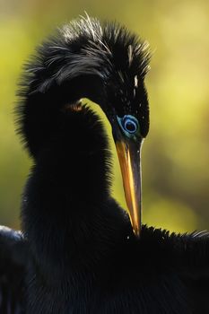 Anhinga (Anhinga anhinga) male with breeding colors