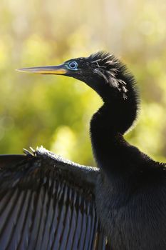 Anhinga (Anhinga anhinga) male with breeding colors