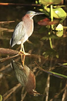 Green Heron (Butorides virescens)