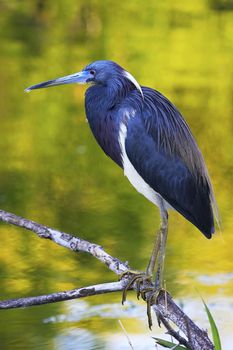 Tricolored Heron (Egretta tricolor)