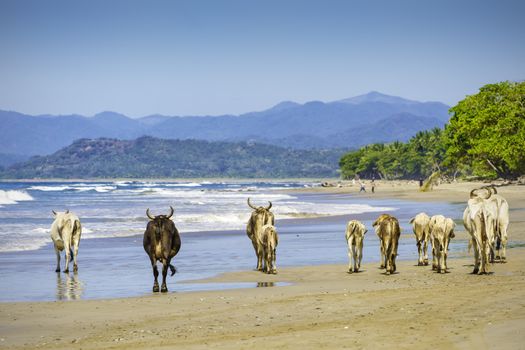 A small herd of cows walk along a beach in Costa Rica.