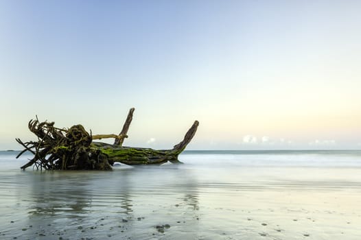 Driftwood photographed in the soft early dawn light.