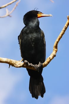 Double-Crested Cormorant male (Phalaccrocorax auritus)