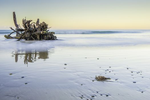 Photo taken is the soft dawn light of a dead lobster washed up on shore.