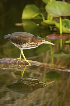 Green Heron (Butorides virescens)