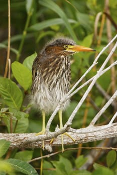 Green Heron (Butorides virescens)