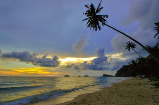 Koh Chang beach tilted coconut tree, Thailand  , Asia.