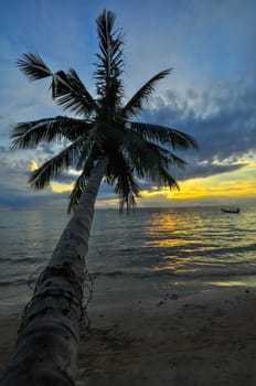 Coconut palms on sand beach in tropic on sunset. Thailand, Koh Chang, Klong Prao , Asia.