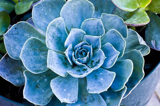 Succulent plant close up