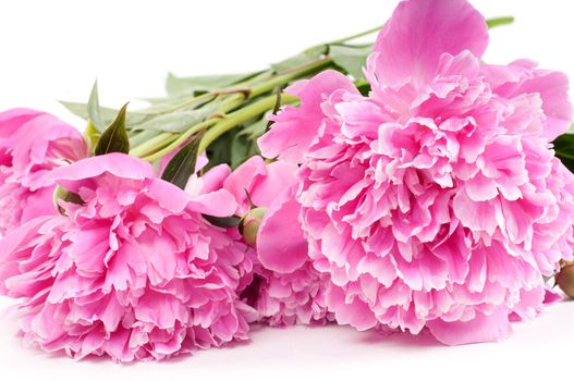 Beautiful pink peony isolated on white in studio