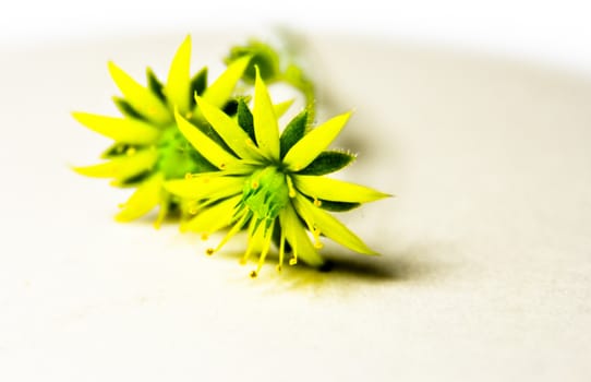 yellow with green small flower, macrophotography