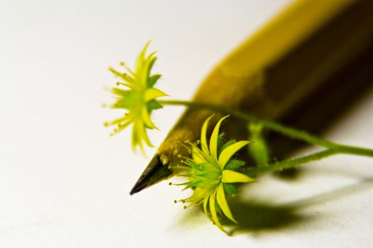 a sharpened pencil with small flower macro photography